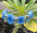 Floral Crochet Headband